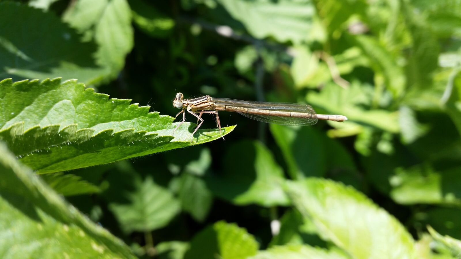 Samsung Galaxy S5 sample photo. Dragonfly, young animal, blue photography