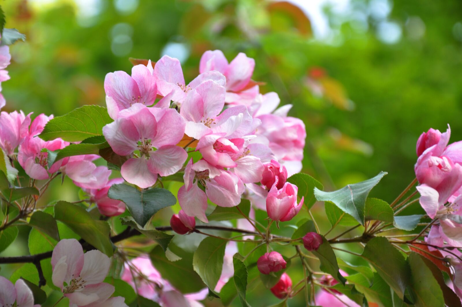 Nikon D90 sample photo. Spring, flowers, flowering tree photography