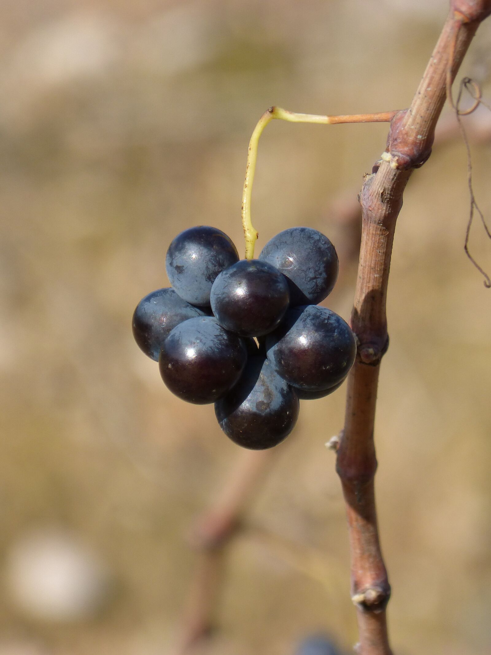 Panasonic DMC-FZ62 sample photo. Grape, priorat, carroll photography