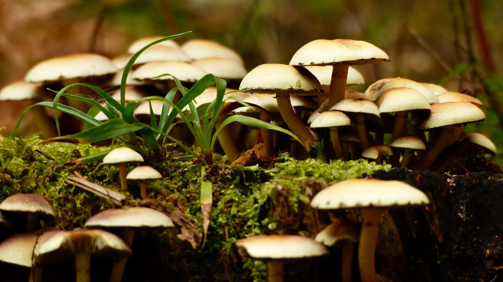 Panasonic Lumix DMC-FZ200 sample photo. Mushroom, autumn, forrest photography