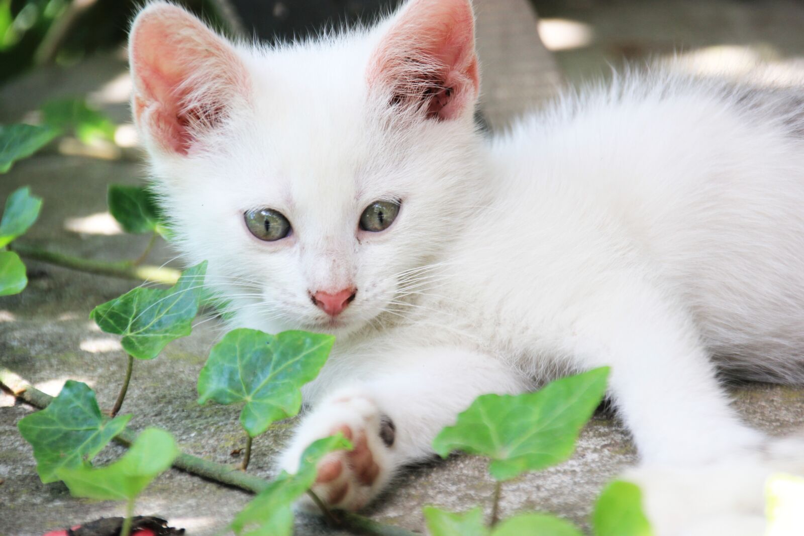 Canon EOS 550D (EOS Rebel T2i / EOS Kiss X4) sample photo. Cat, kitten, animals photography