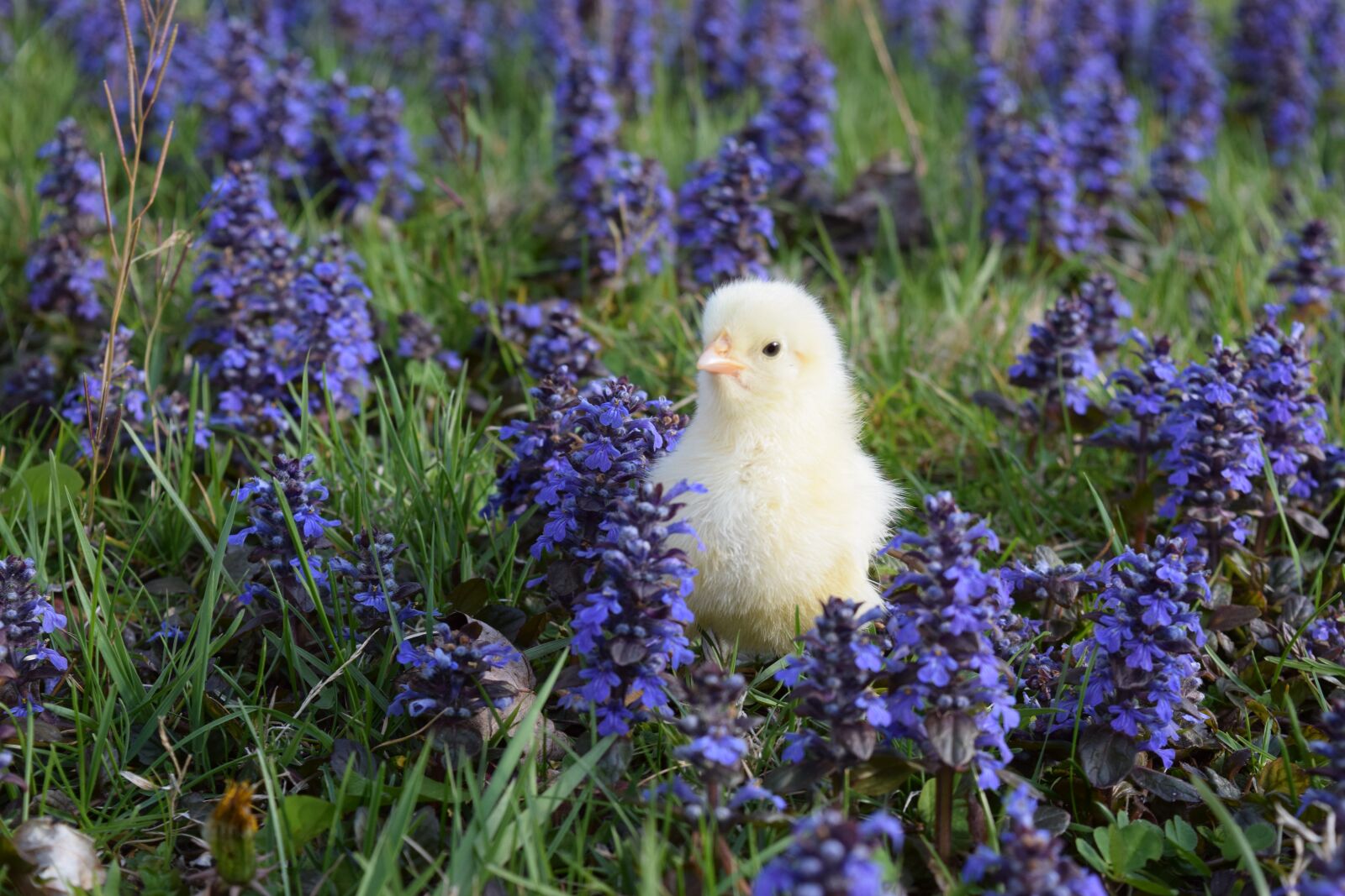 Nikon D3300 sample photo. Chick, chicken, leghorn photography