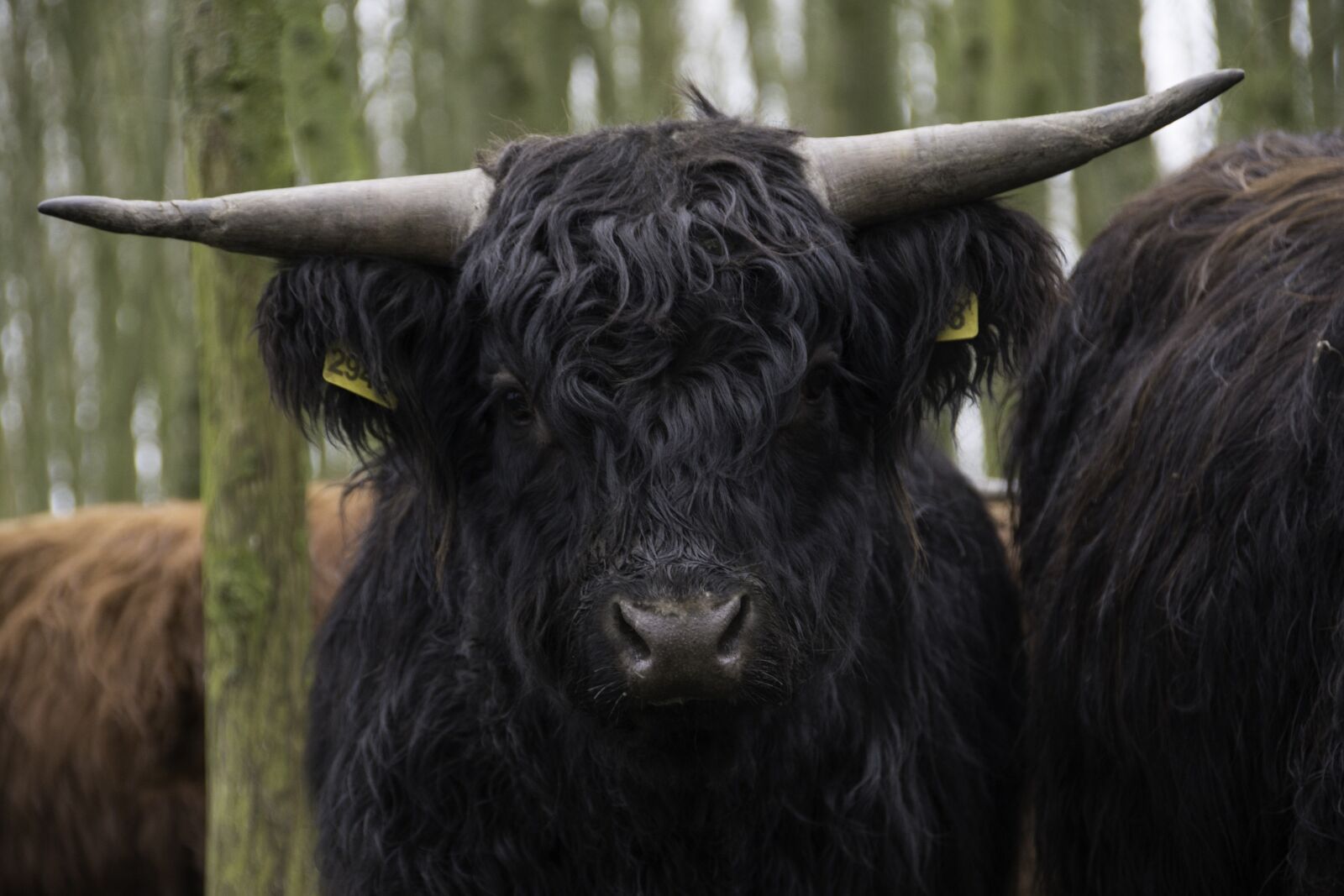 Nikon D800 sample photo. Black, scottish, highlander photography