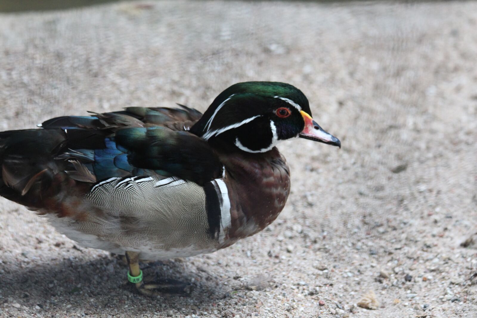 Canon EOS 650D (EOS Rebel T4i / EOS Kiss X6i) sample photo. Wood duck, karolinka, duck photography