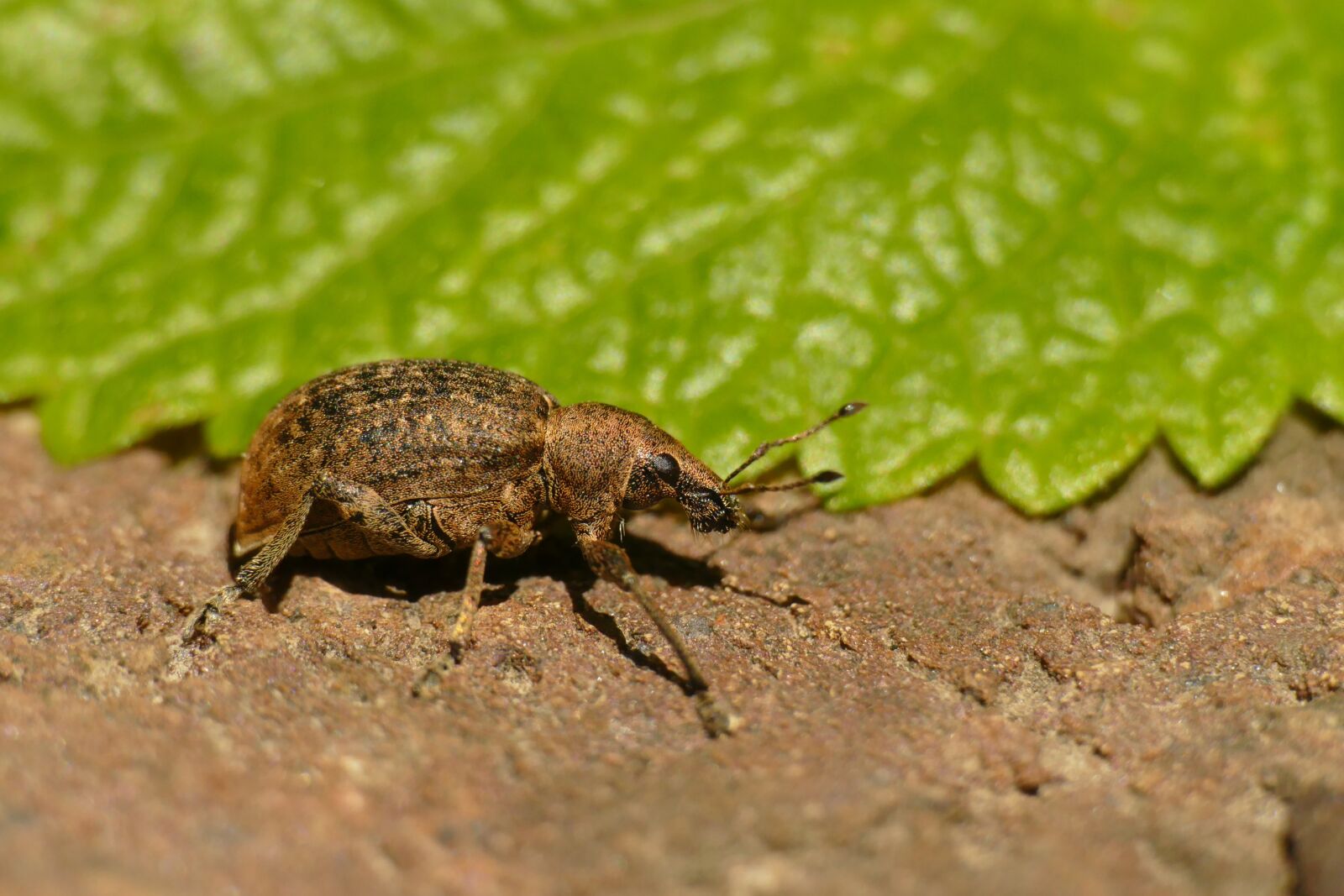 Panasonic Lumix DMC-FZ1000 sample photo. Hypera zoilus, large clover-cocoon photography