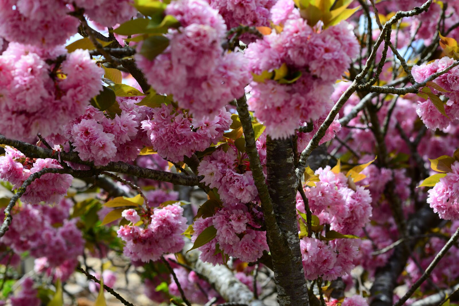 Nikon D600 sample photo. Bloom, blossoms, apple photography