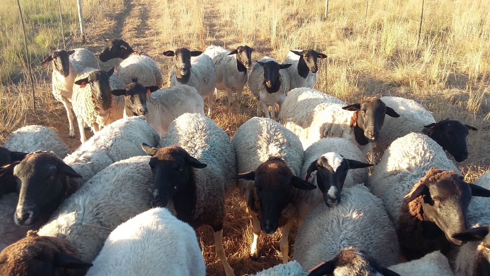 Samsung Galaxy A3 sample photo. Dorper herd, sheep herd photography