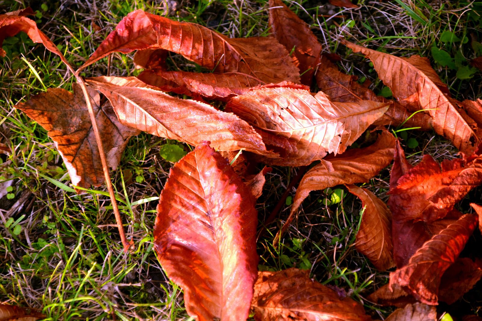 Nikon D3300 sample photo. Nature, ground, leaf, herb photography