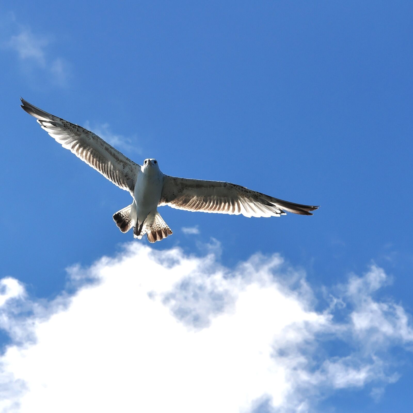 Nikon D90 sample photo. Herring gull, bird, sea photography