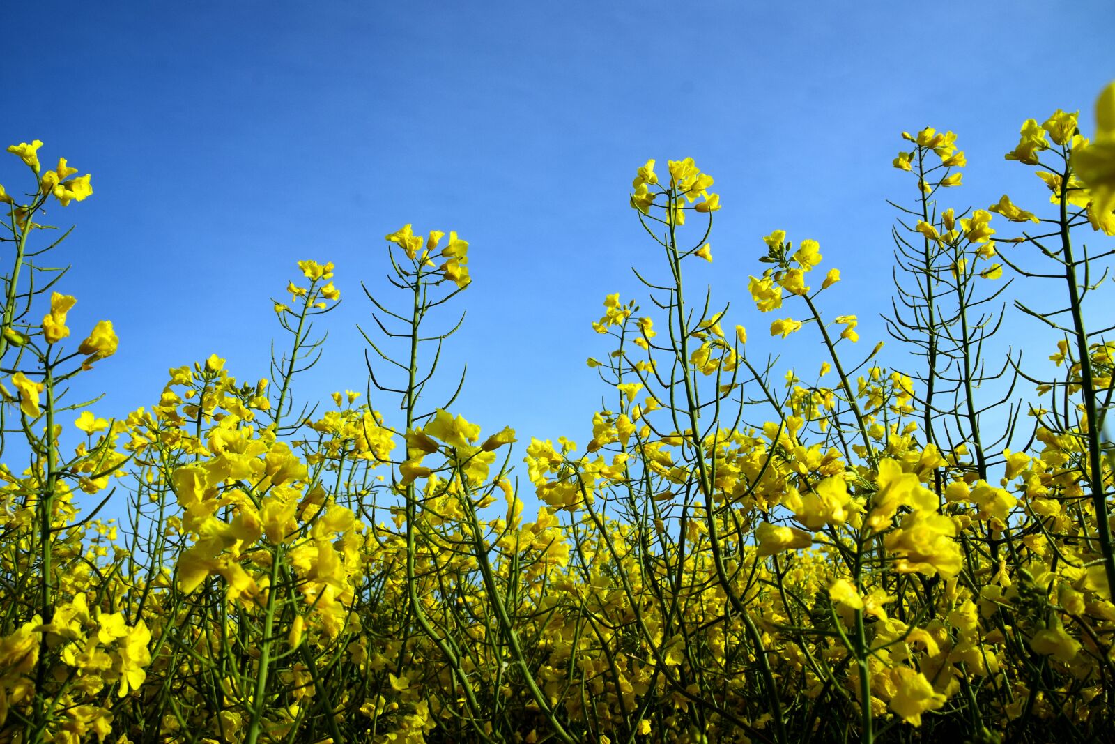 Nikon D3300 sample photo. Oilseed rape, field of photography