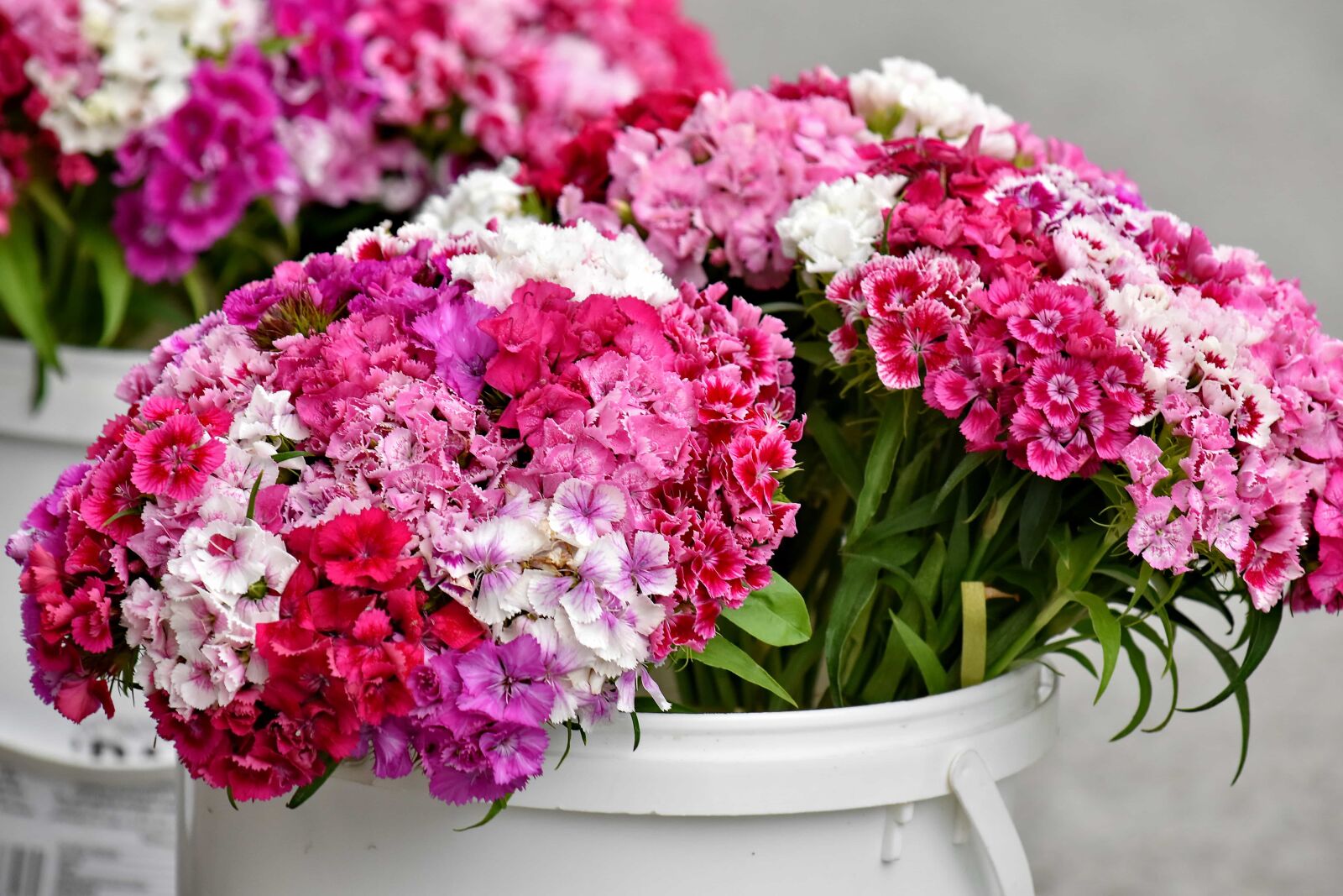 Nikon D5500 sample photo. Bucket, carnation, cluster, outdoors photography