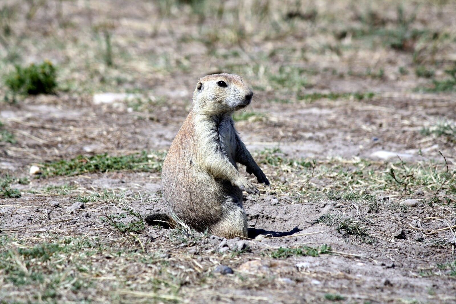 Canon EOS 1000D (EOS Digital Rebel XS / EOS Kiss F) sample photo. Wildlife, nature, animal photography