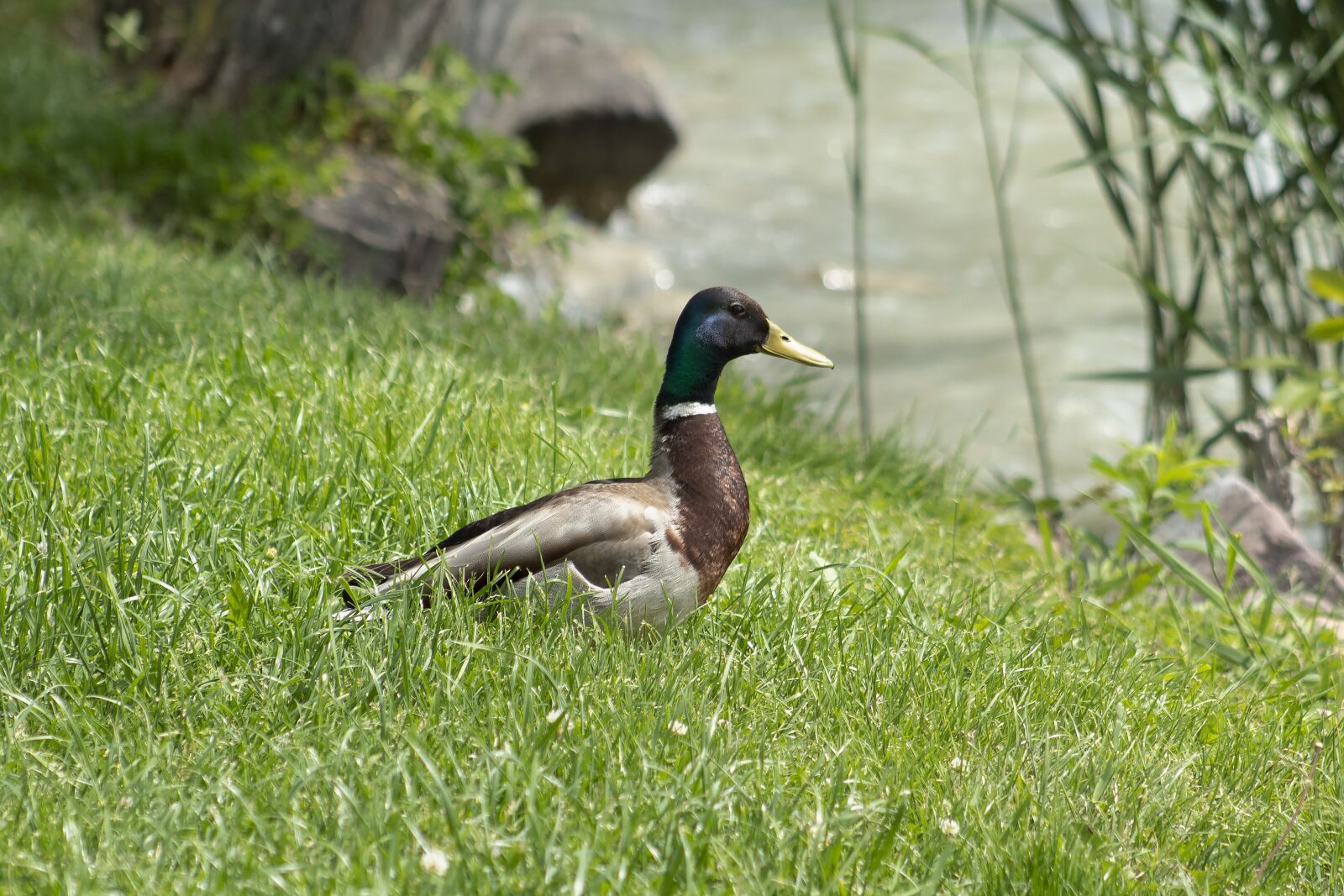 Canon EF75-300mm f/4-5.6 sample photo. Wild ducks, teal, duck photography