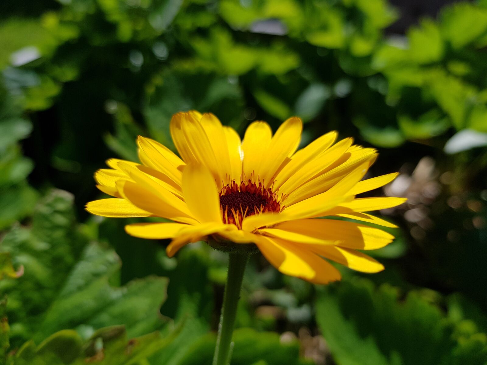 Samsung Galaxy S8+ sample photo. Flower, yellow, marigold photography