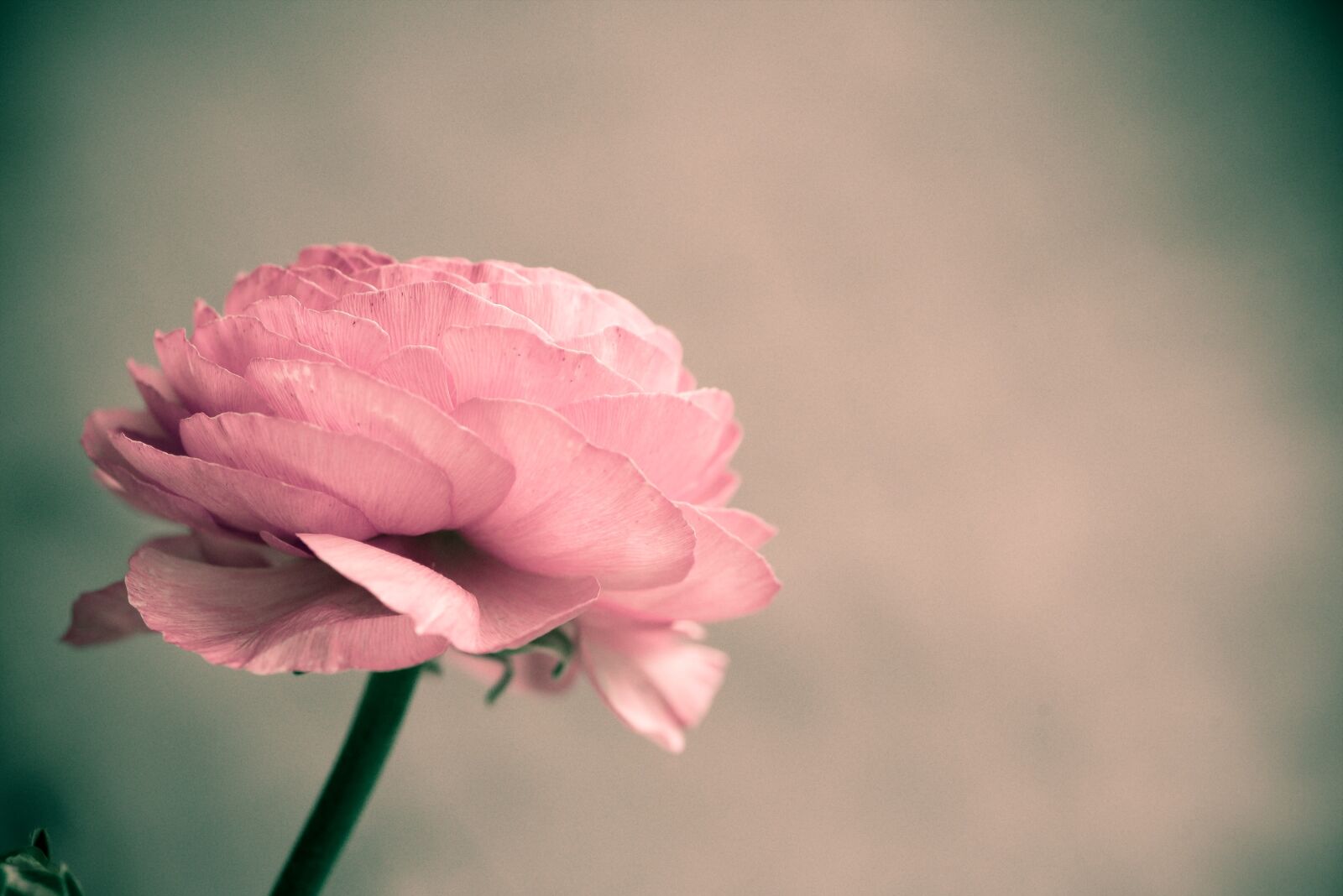 Nikon D750 sample photo. Flower, pink, ranunculus photography