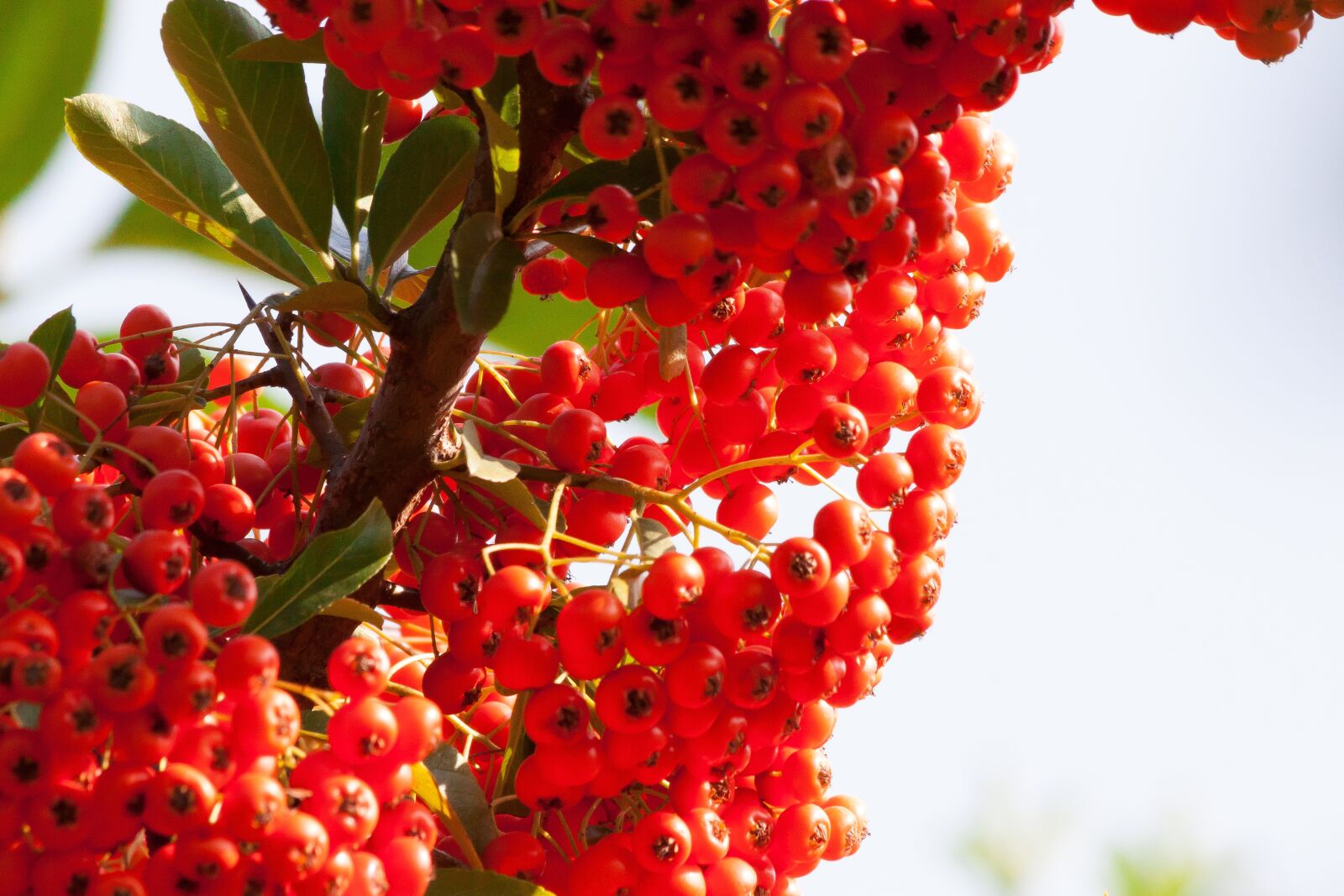 Canon EOS 50D sample photo. Sea buckthorn, berry, fruit photography