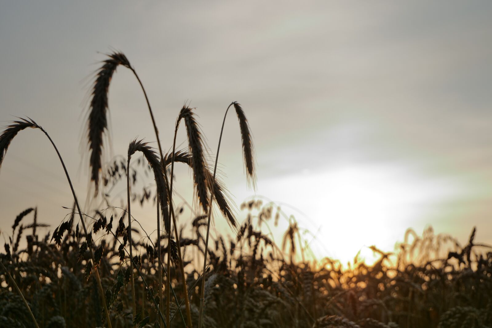 Panasonic Lumix DC-G9 sample photo. Field, crops, farm photography