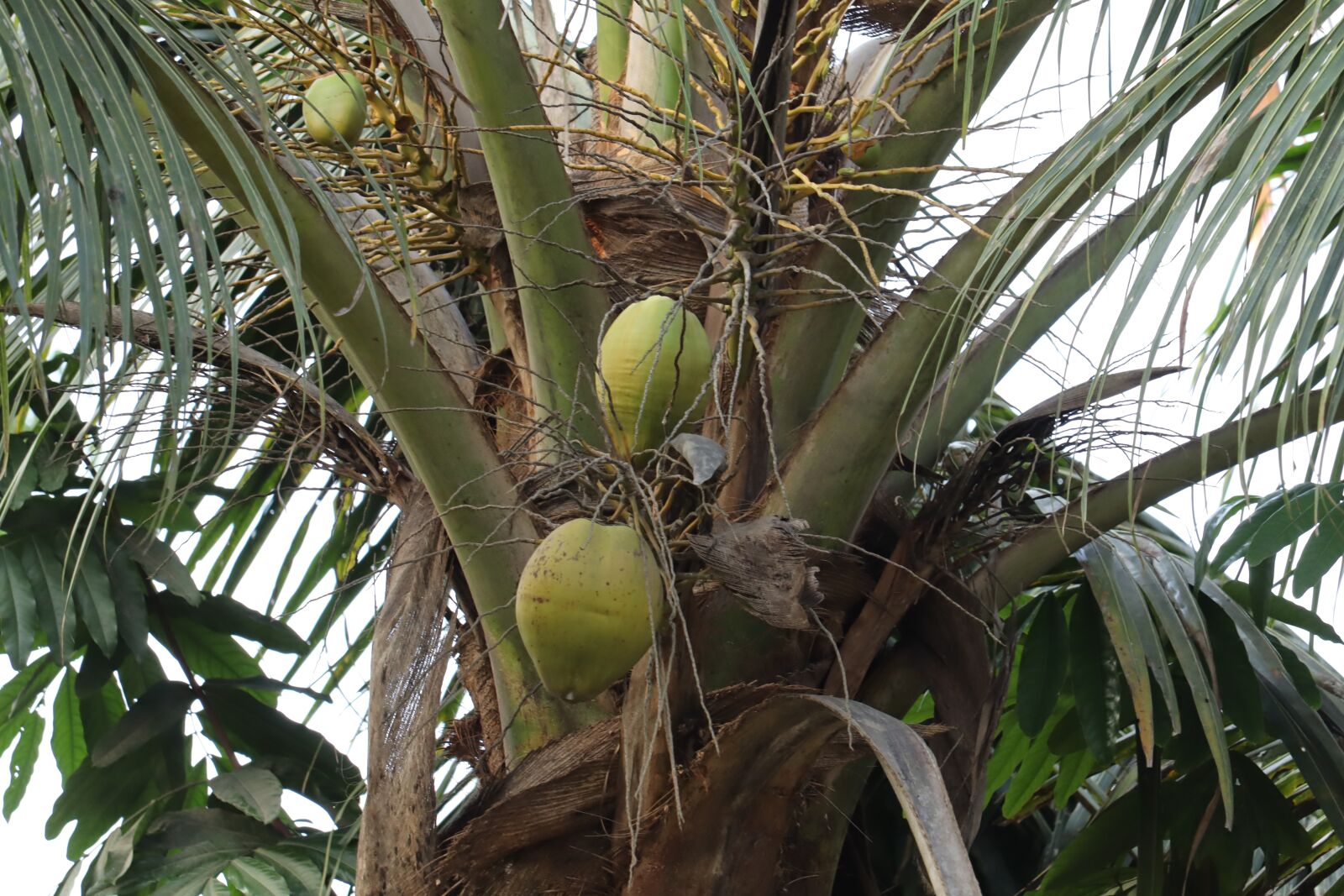 Canon EOS 250D (EOS Rebel SL3 / EOS Kiss X10 / EOS 200D II) sample photo. Kerala, palm tree, coconut photography