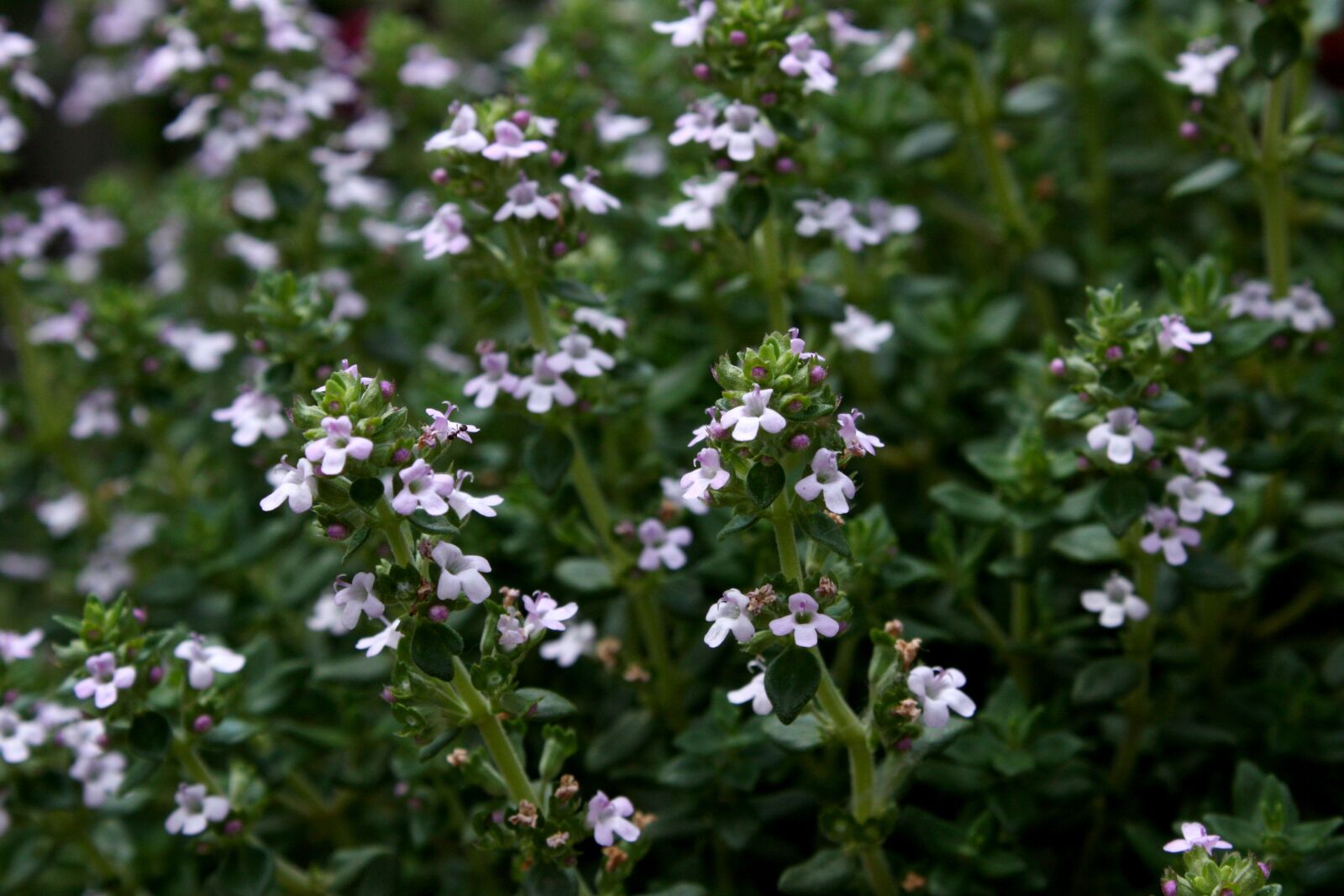 Canon EOS 450D (EOS Rebel XSi / EOS Kiss X2) sample photo. Thyme, garden plant photography