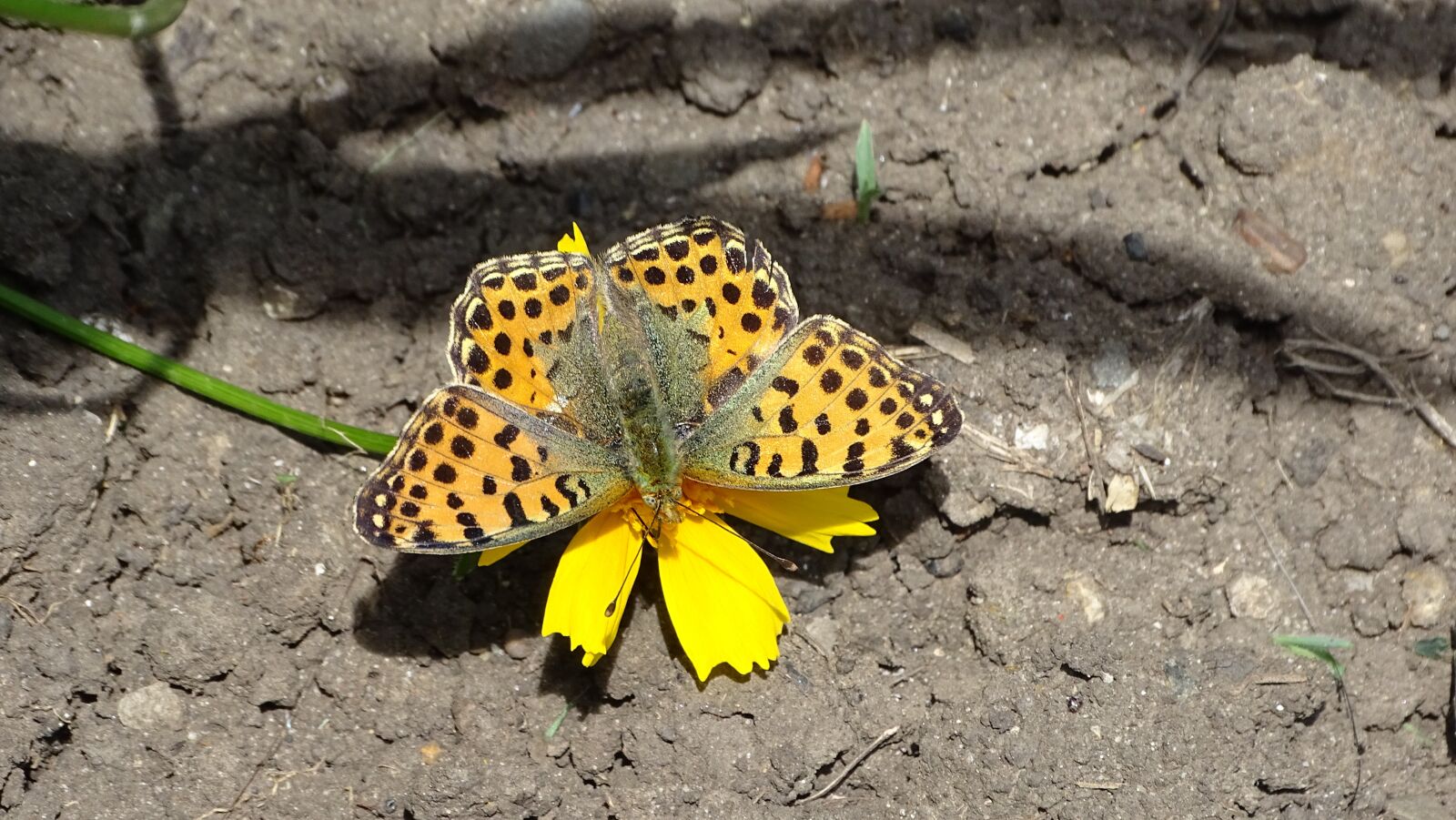 Sony DSC-HX400 sample photo. Butterfly, pollen, insect photography