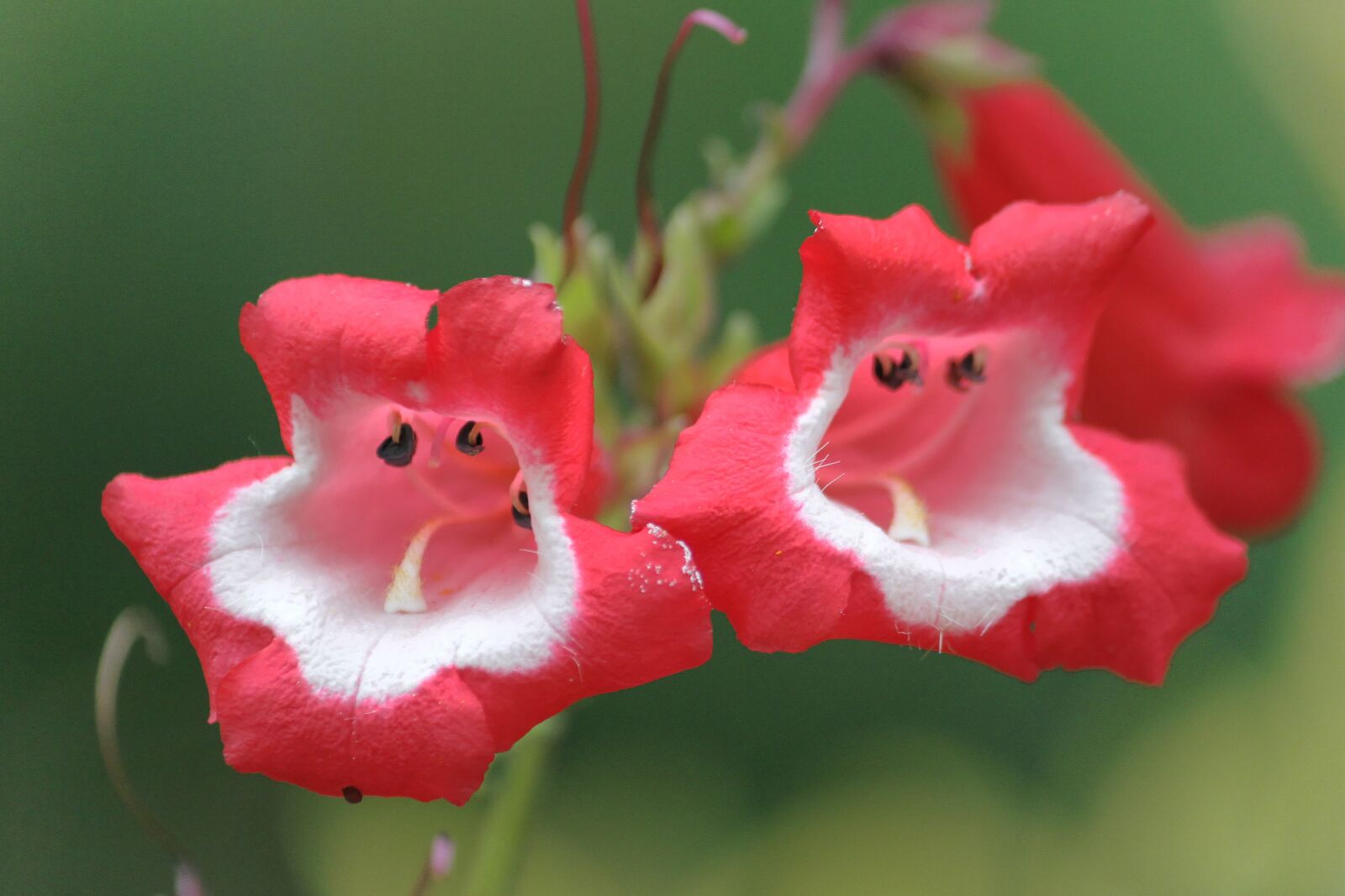 Canon EOS 7D sample photo. Flower, red and white photography