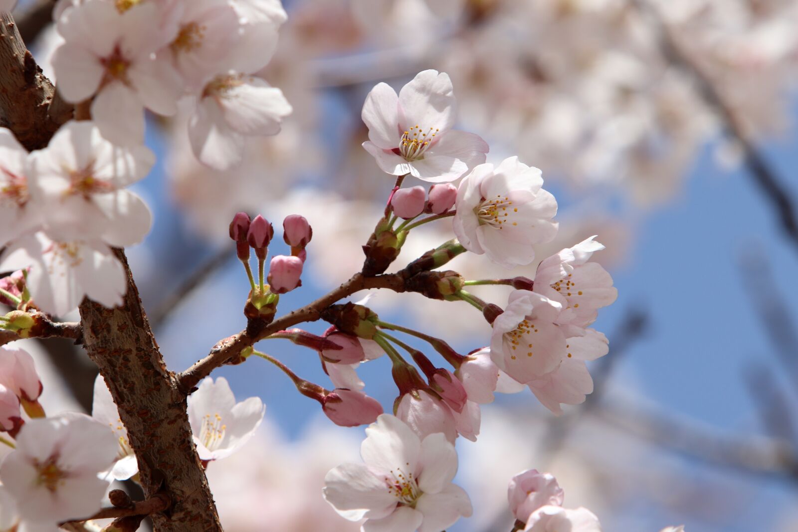 Canon EF 70-200mm F2.8L USM sample photo. Cherry blossom, spring, flowers photography