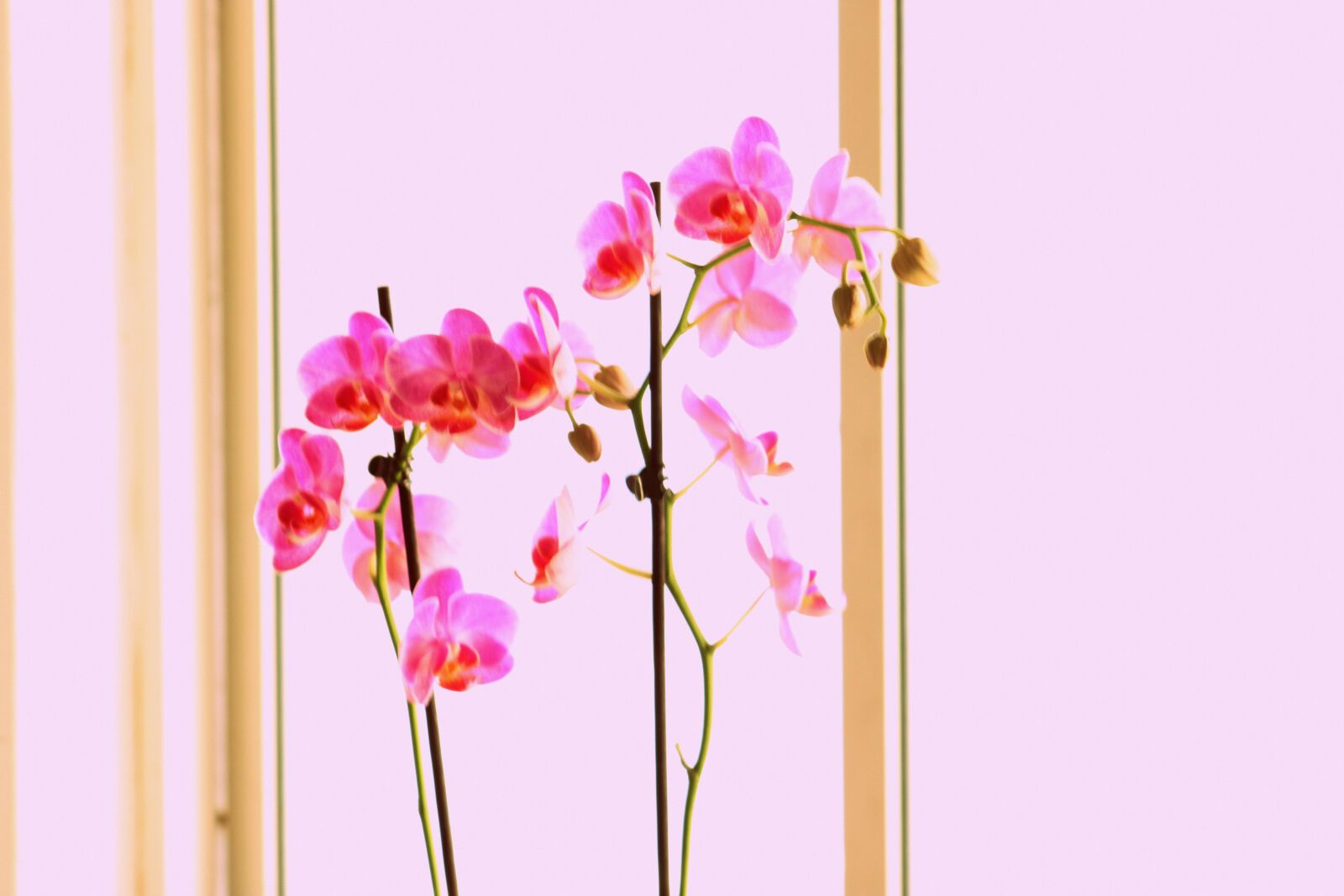 Canon EF75-300mm f/4-5.6 sample photo. Orchid, plant, pink photography