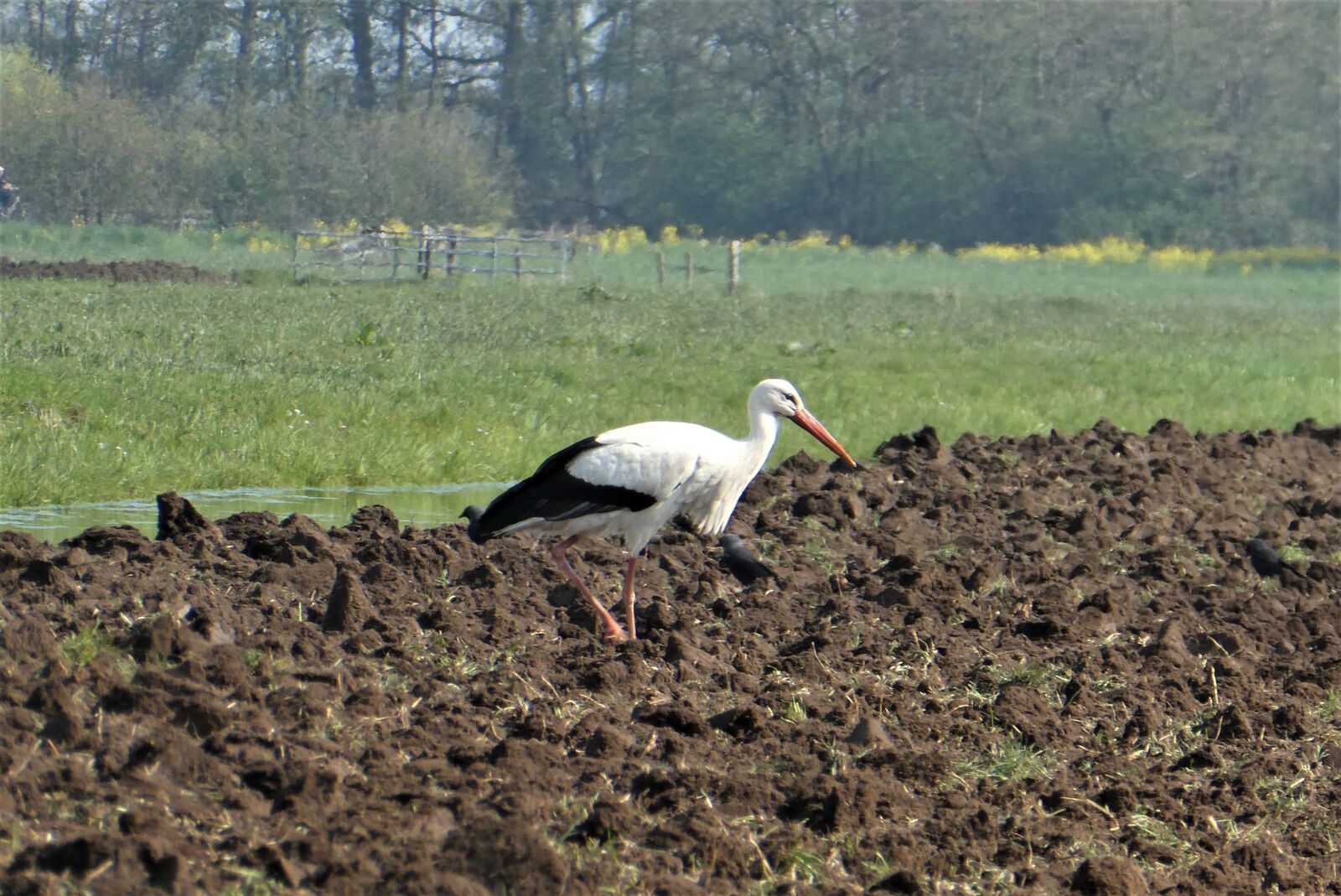 Panasonic Lumix DC-ZS70 (Lumix DC-TZ90) sample photo. Stork, meadow bird, grass photography