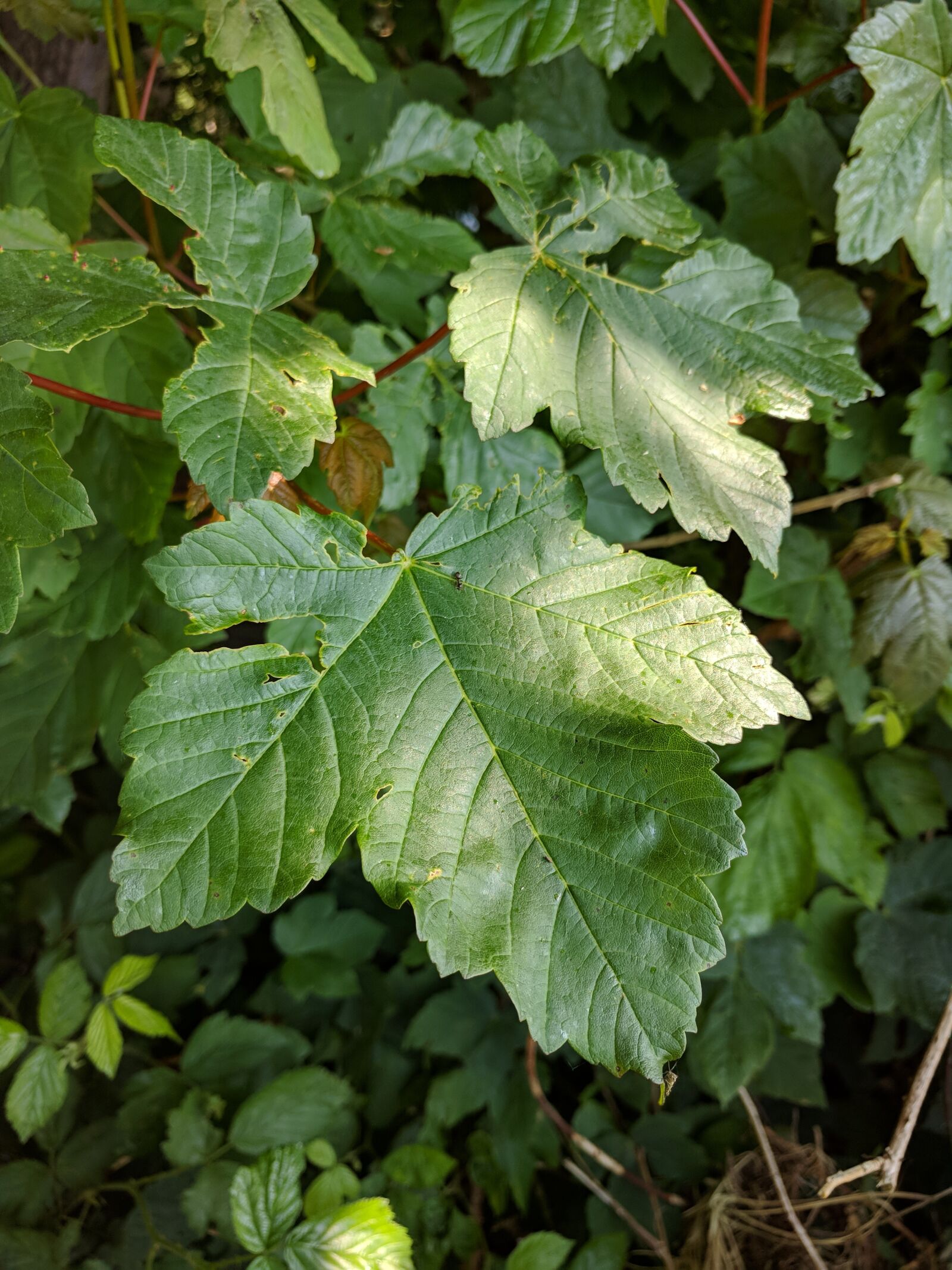 Google Nexus 6P sample photo. Leaf, leaves, forest photography