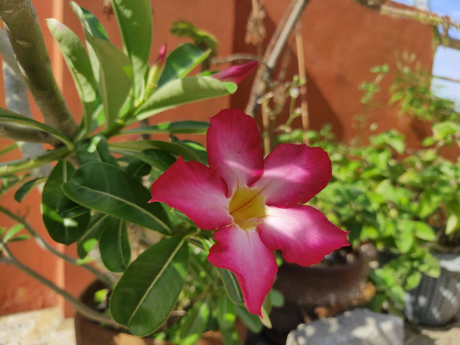 Realme 3 PRO sample photo. Flower, red, pink photography