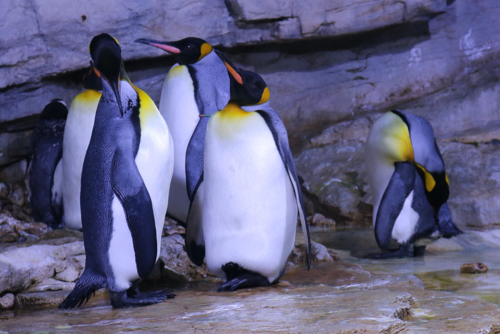 Canon EOS 750D (EOS Rebel T6i / EOS Kiss X8i) sample photo. Penguin, zoo, animal photography