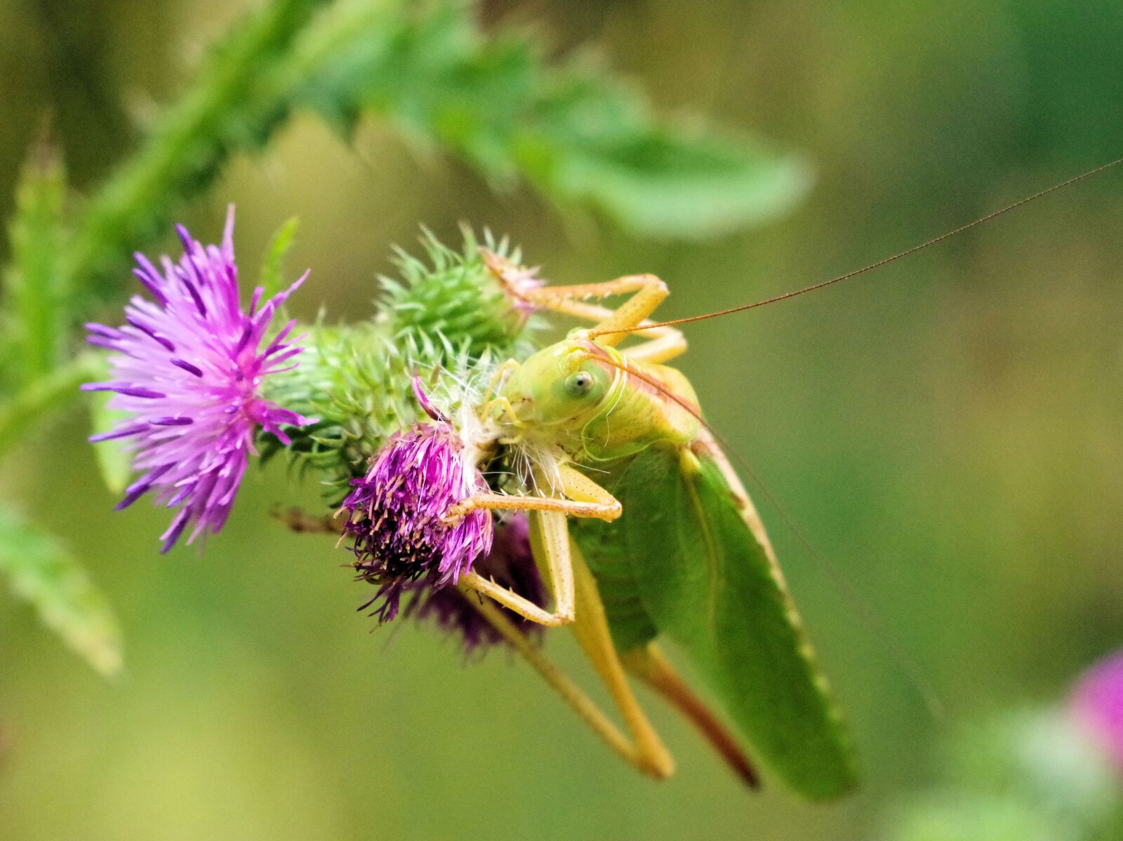 Pentax K-70 sample photo. Viridissima, insect, nature photography