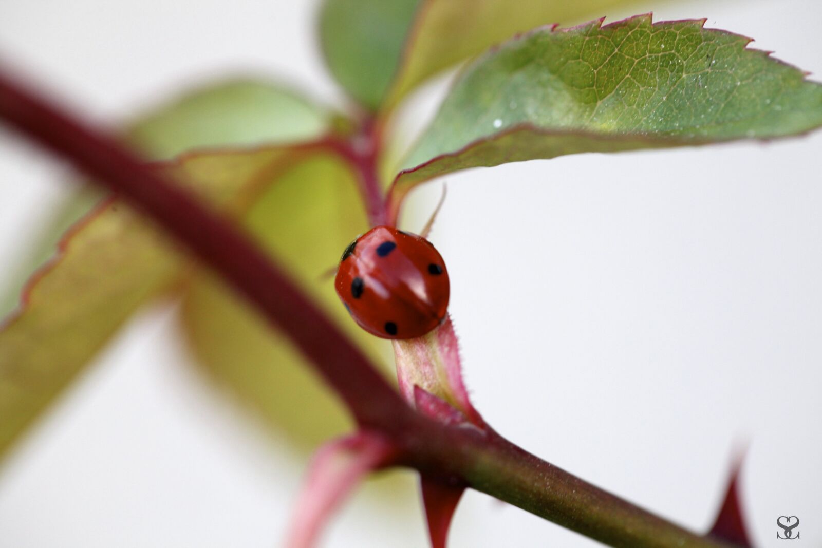 Canon EOS 5D Mark II sample photo. Ladybug, nature, insects photography