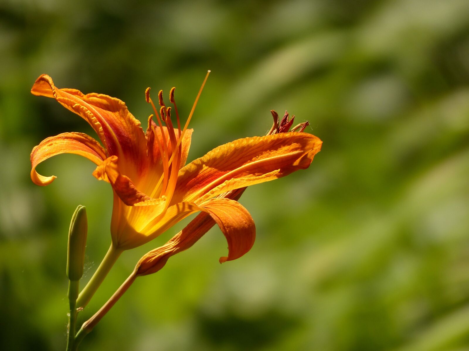 Panasonic Lumix DMC-FZ200 sample photo. Lily, flower, bloom photography