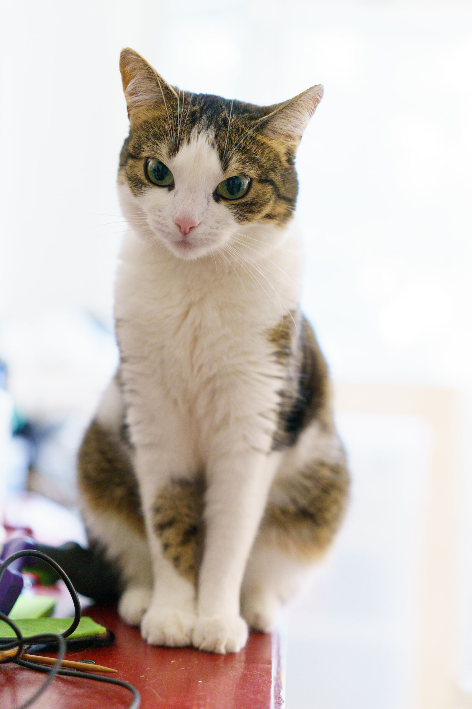 Sigma 50mm F2 DG DN | C sample photo. Cat is not approving photography