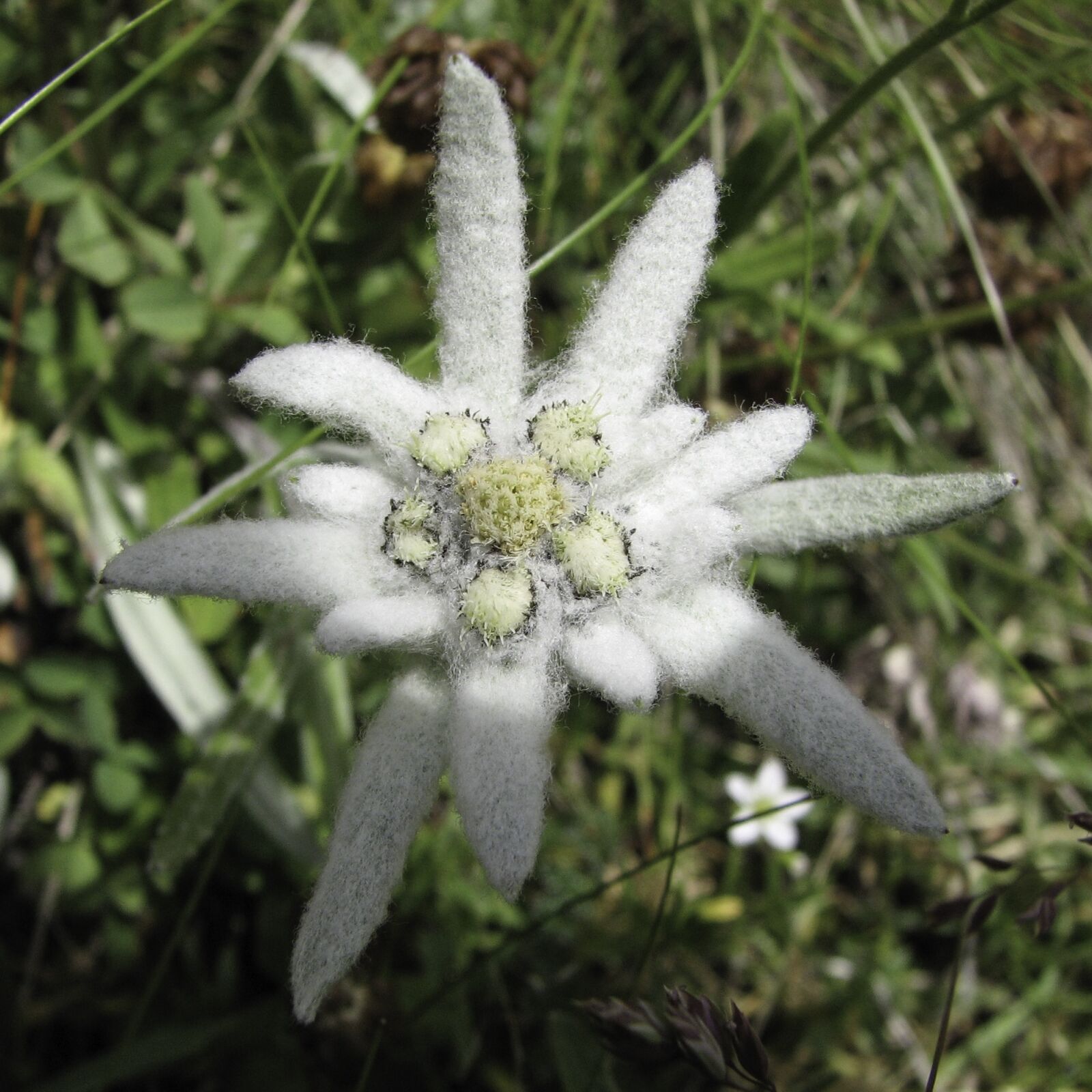 Canon POWERSHOT S3 IS sample photo. Edelweiss, mountain flower, alpine photography