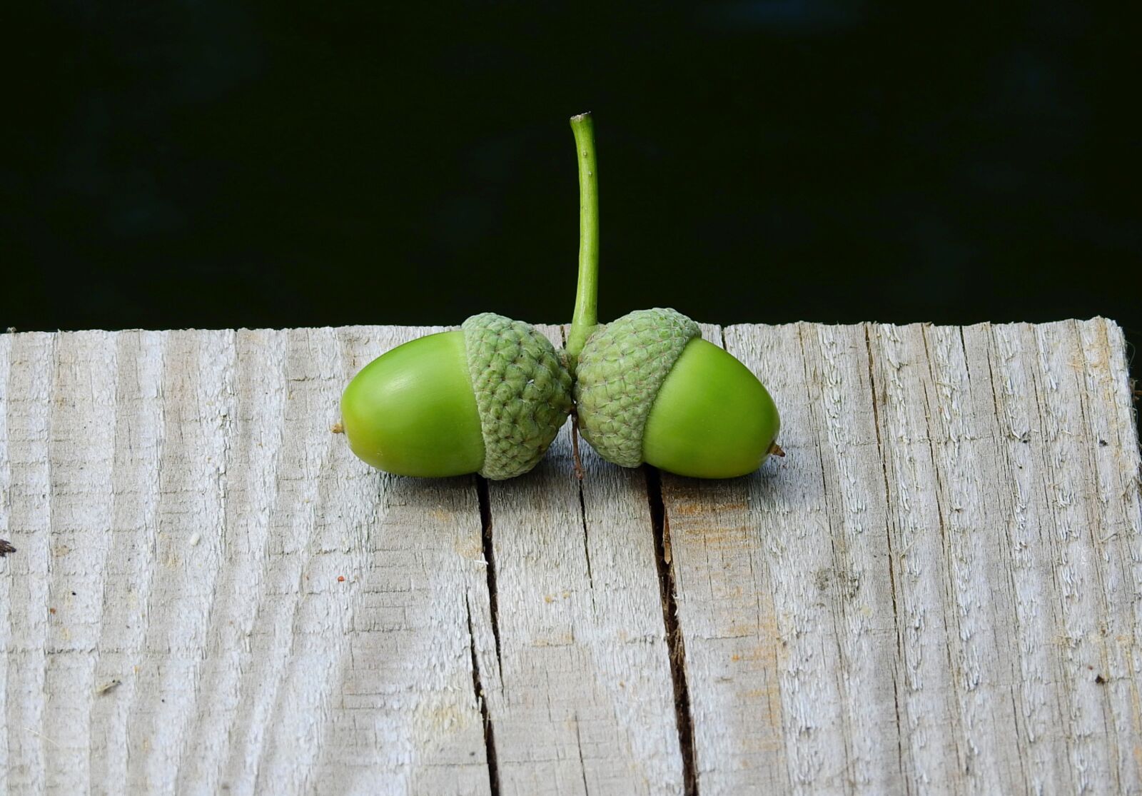 Nikon Coolpix P900 sample photo. Acorns, wood, nuts photography