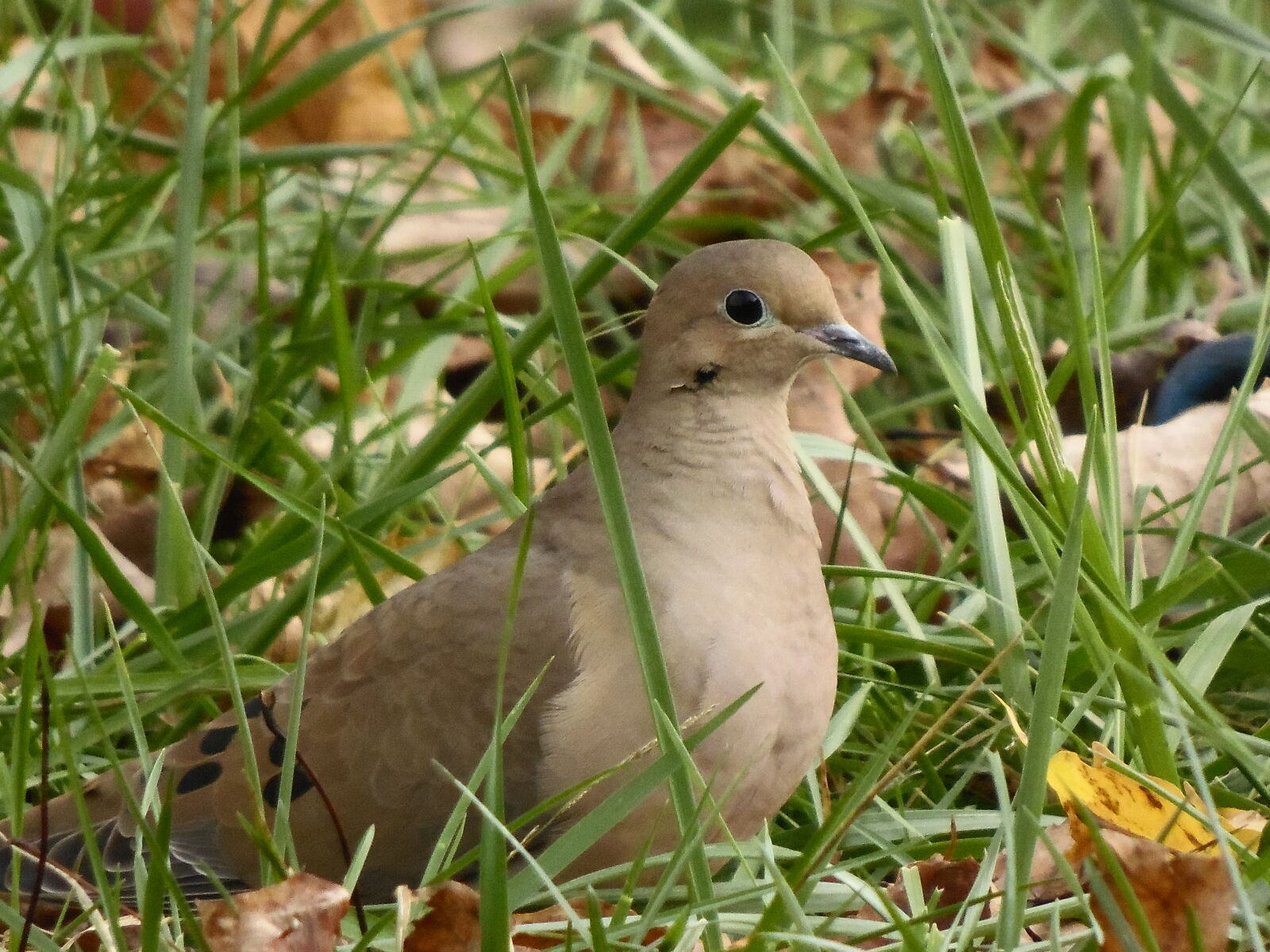 Samsung WB2200F sample photo. Bird, morning, dove, nature photography