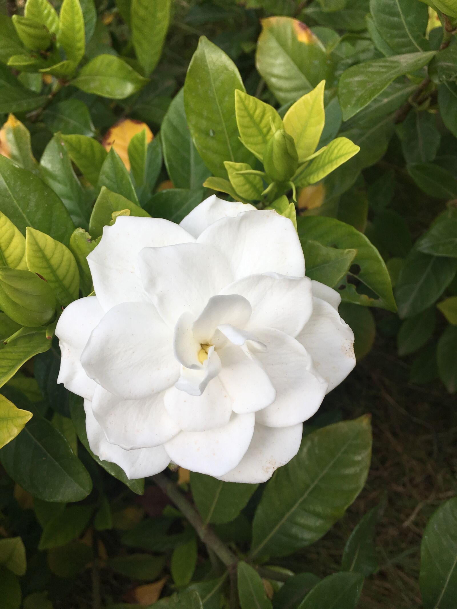 iPhone SE back camera 4.15mm f/2.2 sample photo. Beauty, flower, blooming photography