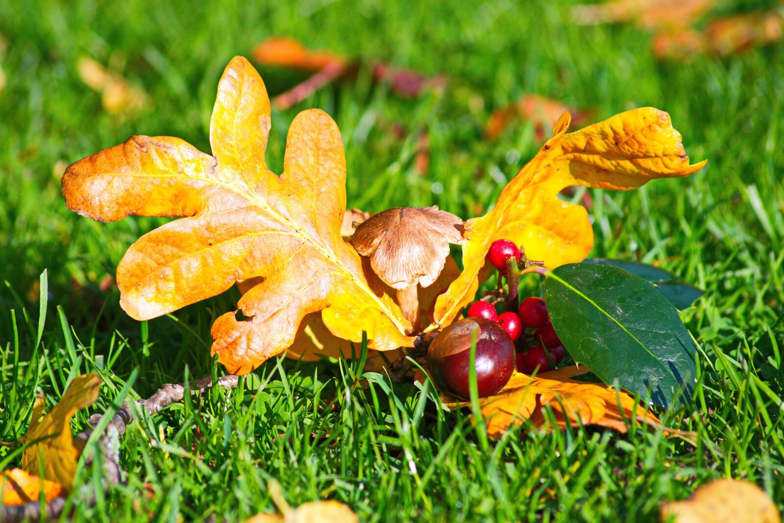 Nikon D3300 sample photo. Autumn, leaf, grass photography