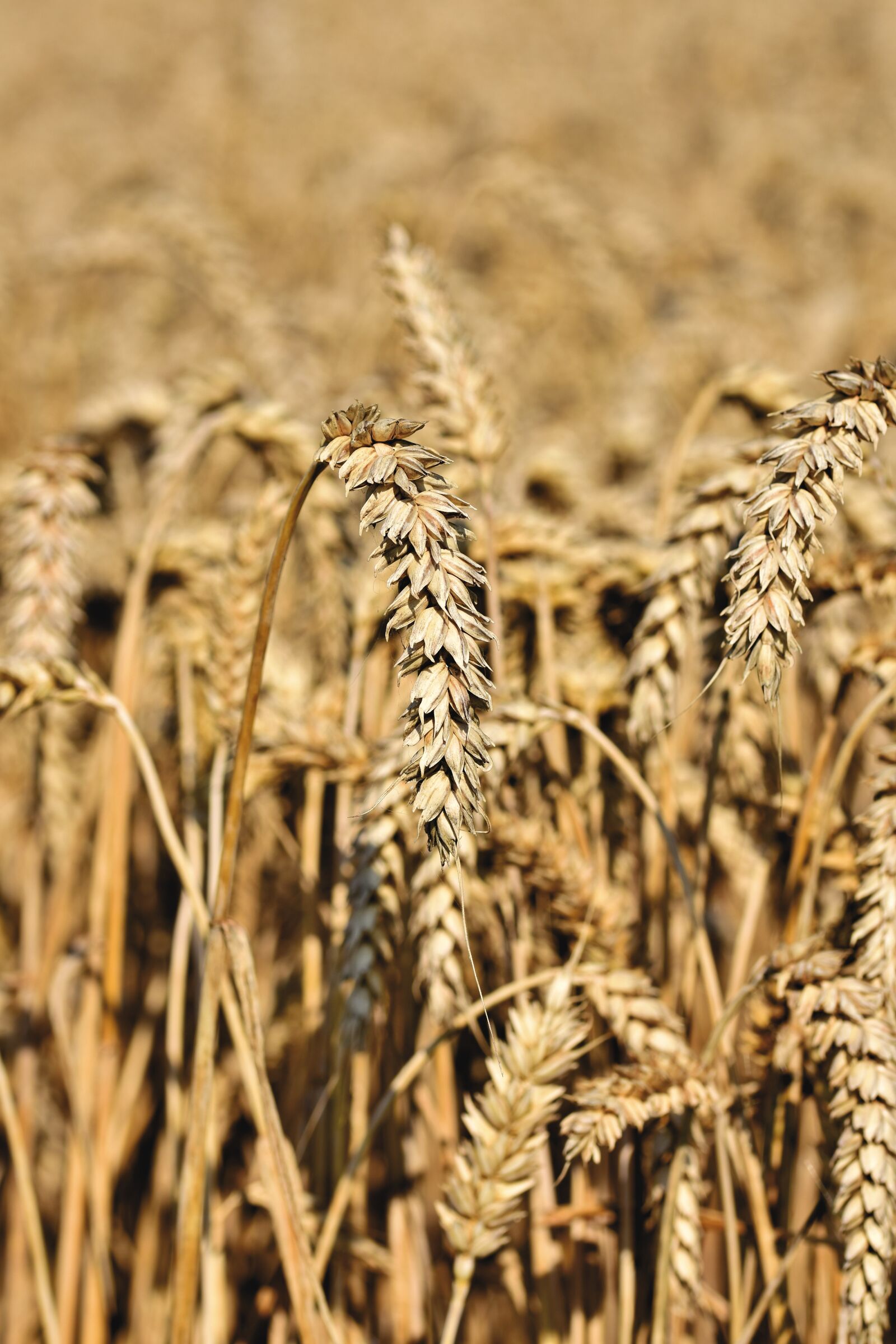 Nikon D7200 sample photo. Wheat, wheat field, harvest photography