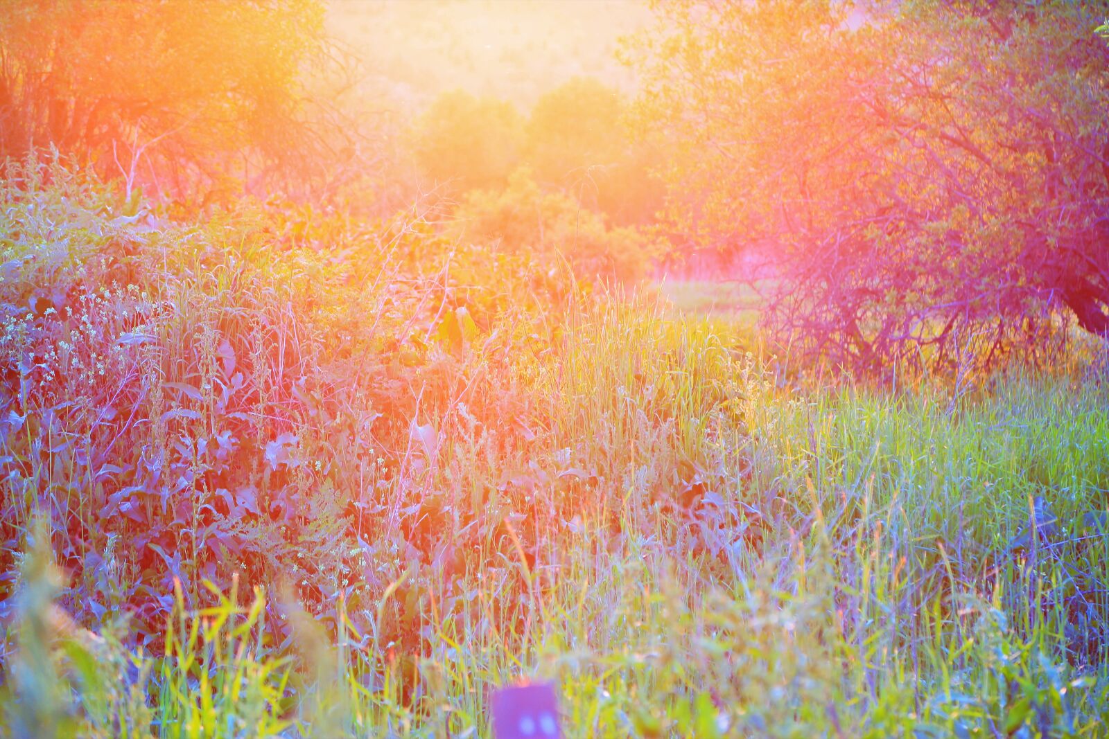 Canon EF 24-105mm F4L IS USM sample photo. Herbs, sunset, nature photography