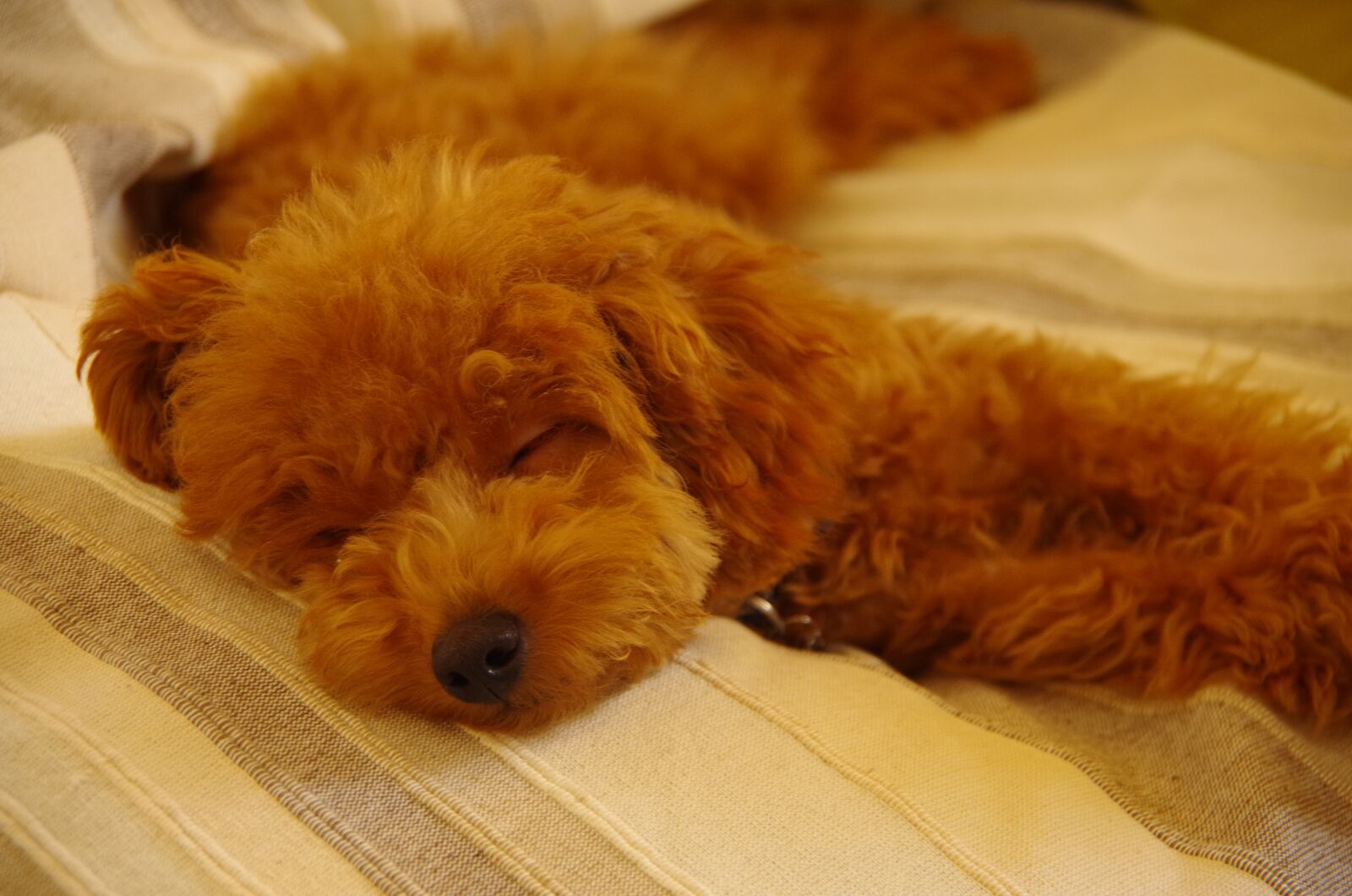 Pentax K-50 sample photo. Dog, japan, sleep photography
