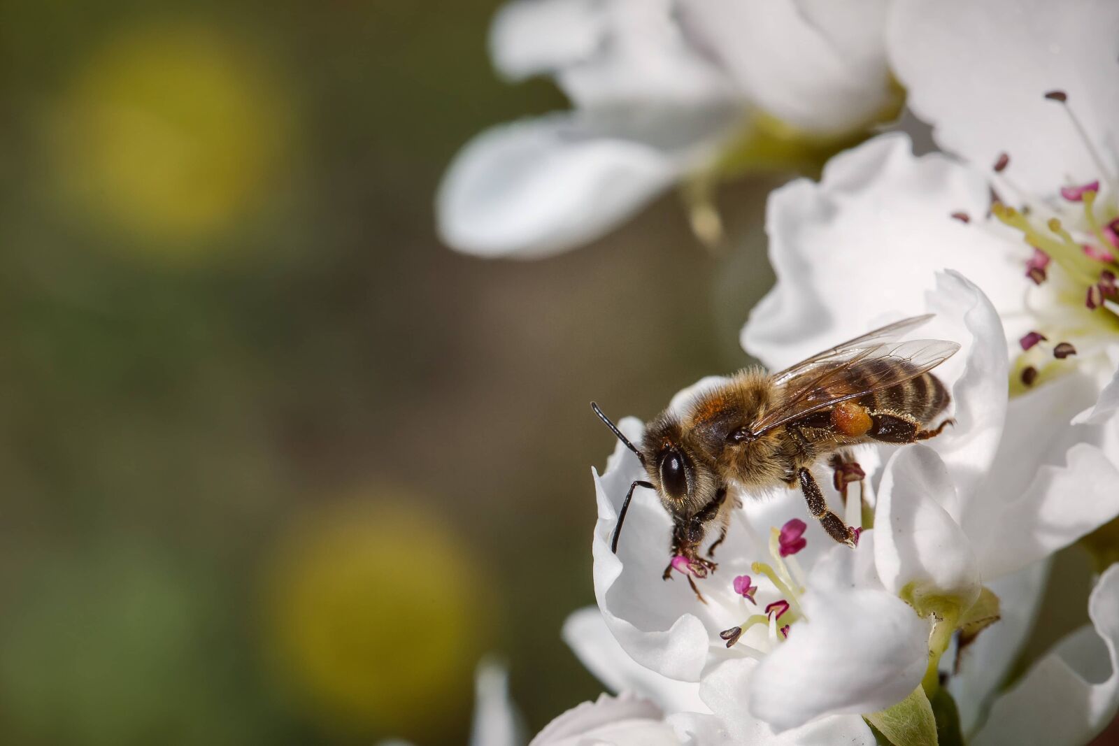 Canon EF 100mm F2.8 Macro USM sample photo. Bee, close-up, details, hairy photography