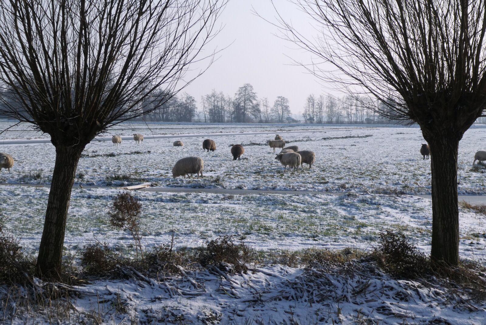 Panasonic Lumix DC-ZS70 (Lumix DC-TZ90) sample photo. Winter, pasture, sheep photography