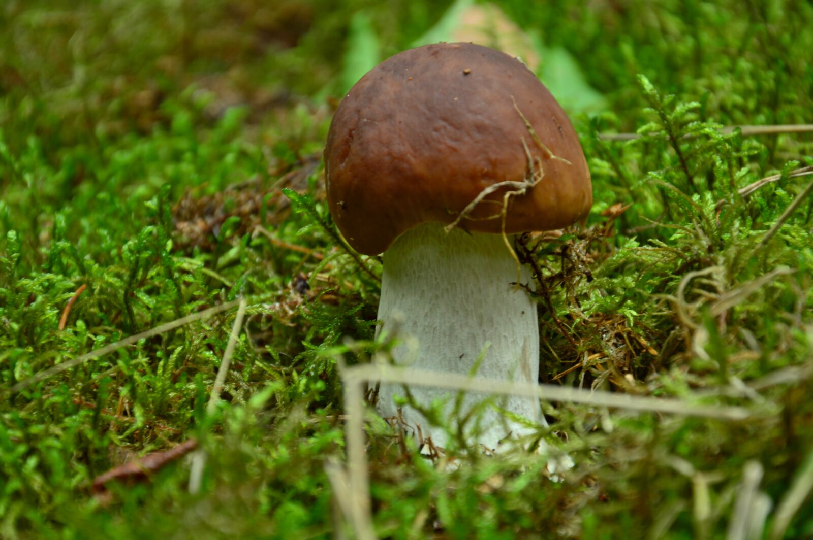 Nikon D3200 sample photo. Boletus, noble, forest litter photography