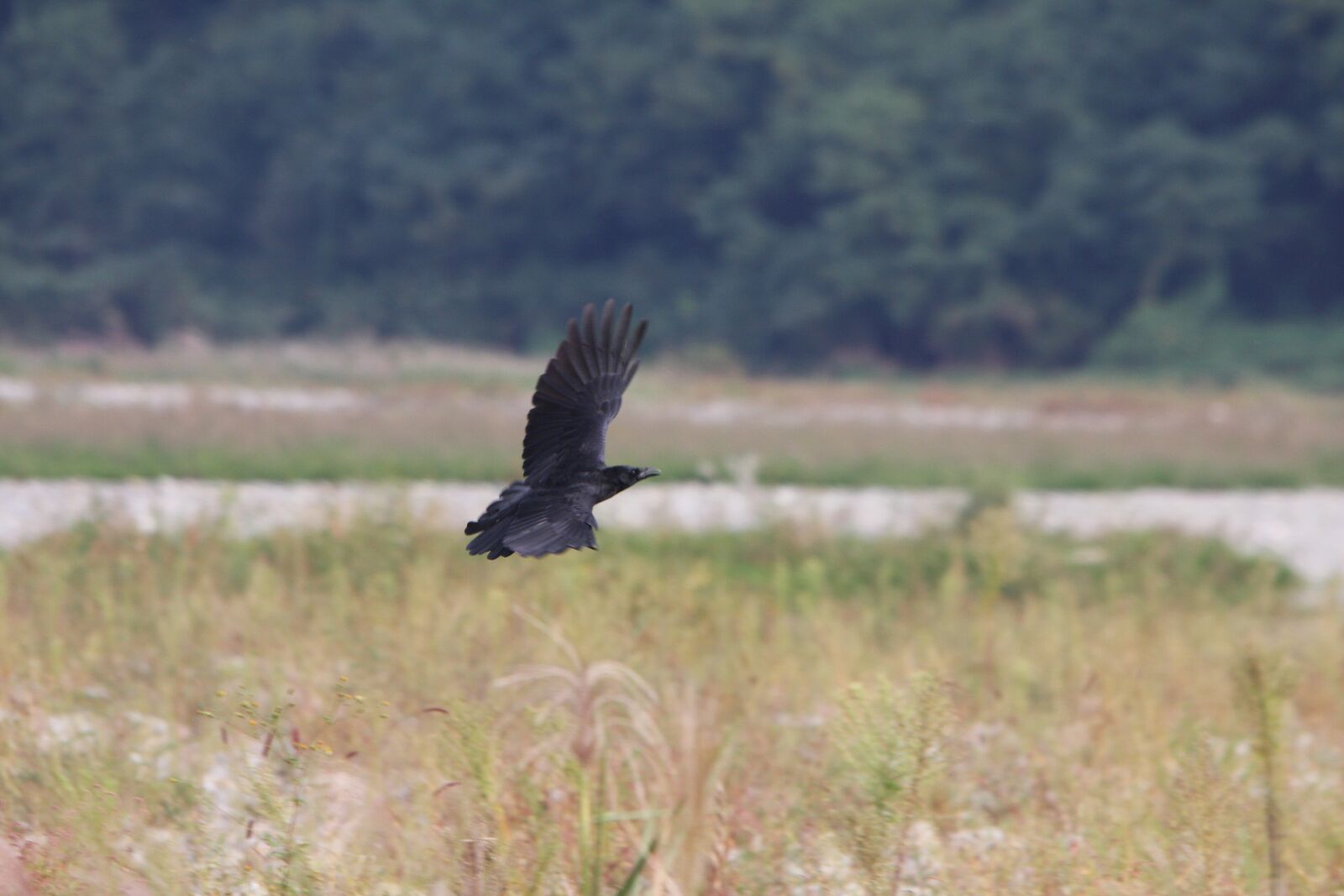 Canon EOS 40D sample photo. Japan, crow, bird photography