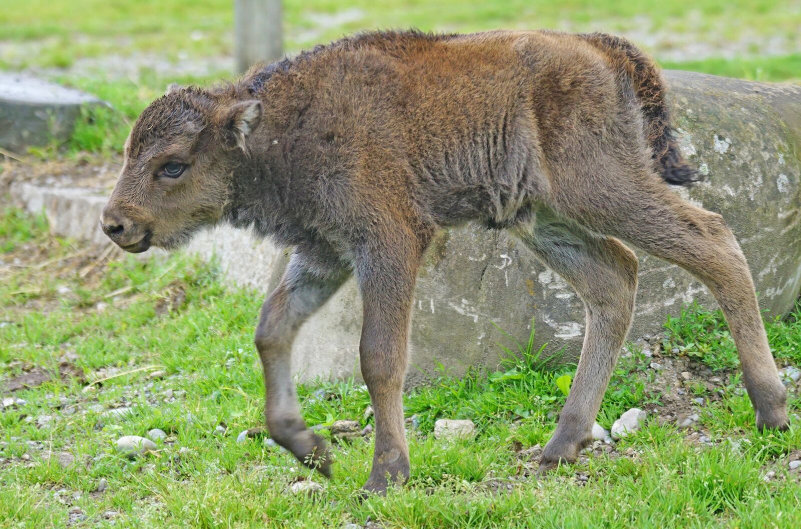 Sony ILCA-77M2 + Sony 70-400mm F4-5.6 G SSM sample photo. Wisent, young animal, calf photography