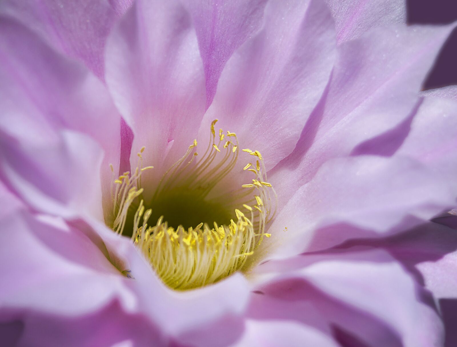 Nikon D3200 sample photo. Pink flower, pink petals photography