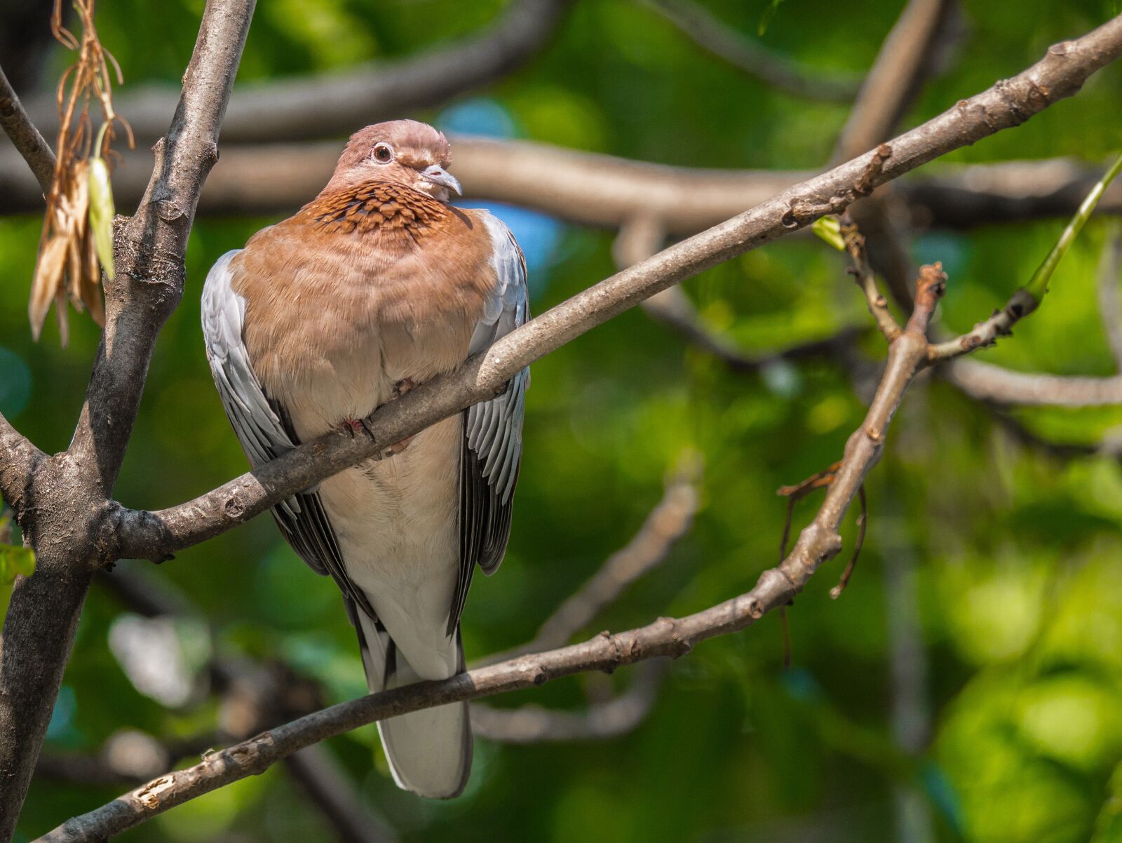 LUMIX G VARIO 100-300/F4.0-5.6II sample photo. Bird, palm dove, plumage photography